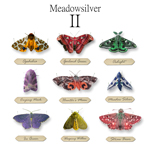 Meadowsilver 'II' album